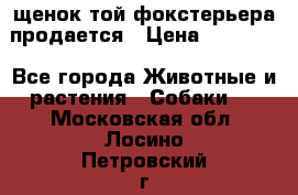 щенок той-фокстерьера продается › Цена ­ 25 000 - Все города Животные и растения » Собаки   . Московская обл.,Лосино-Петровский г.